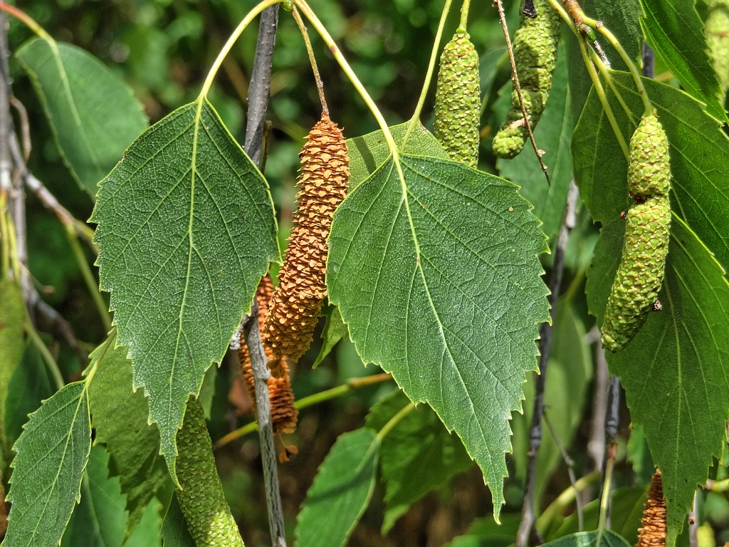 Baum Schlanker Wuchs Baum Schlanker Wuchs